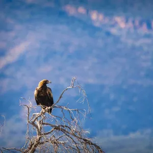 Wedge Tail Eagle