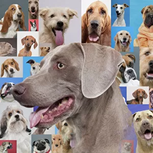 Australian Animals Jigsaw Puzzle Collection: Dogs