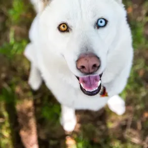 White Siberian Husky Dog Print with Art Prints
