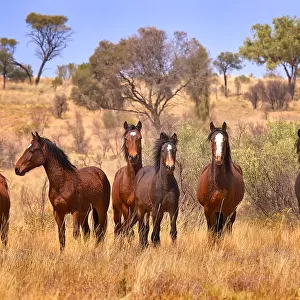 Wild Horses Australia