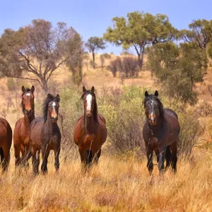 Wild Horses Australia