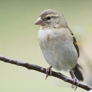 african, aves, female, foudia madagascariensis, natural environment, praslin, red fody