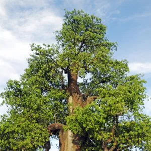 African Baobab (Adansonia digitata), Makgadikgadi Salt Pan region, Makgadikgadi Pans, Botswana, Africa