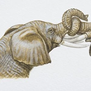 Two African Elephants, Loxodonta africana, interlocking trunks, side view
