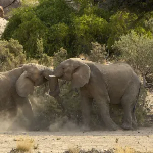 African Elephants, Ugab River, Namibia