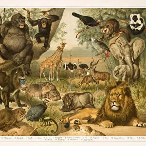 African fauna lithograph 1896