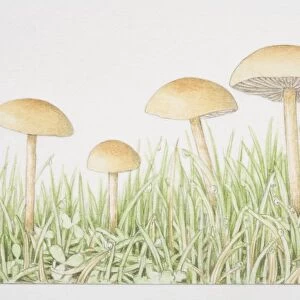 Agrocybe pediades, Common Field Cap mushrooms fruiting in grass
