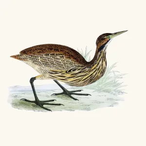 Bitterns Gallery: American Bittern