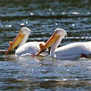 Pelicans Framed Print Collection: American White Pelican