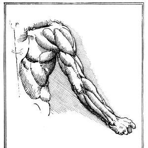 Anatomical study by Leonardo Da Vinci