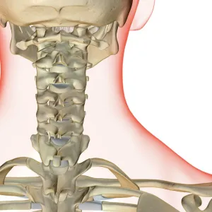 anatomy, back view, bone, bone structure, bone structure of the neck, bones, bones of the neck