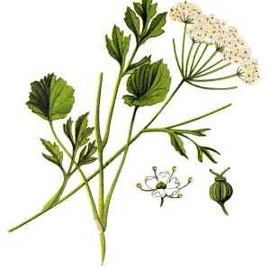 Anise (pimpinella anisum)