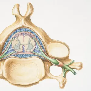 Anterior cross section of spinal column revealing how vertebra fits round spinal cord