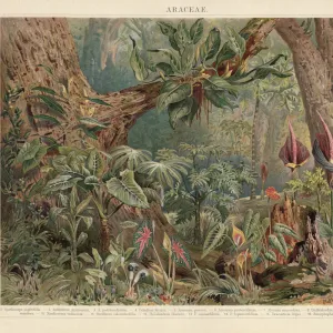 Araceae, monocotyledonous flowering plants in the tropics, lithograph, published 1897