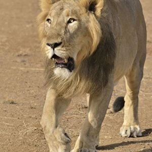 Asiatic Lion -Panthera leo persica-, male, Gir Interpretation Zone, Gir Forest National Park, Gir Sanctuary, Gujarat, India