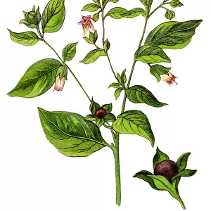 Atropa belladonna, commonly known as belladonna or deadly nightshade