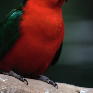 Australian King Parrot (Alisterus Scapularis)