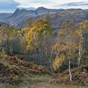 Autumn Birches in the Lake District
