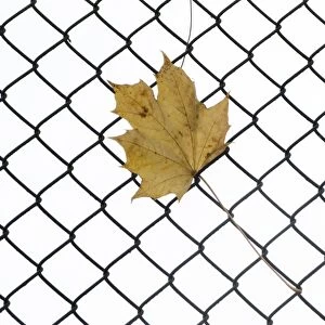 Autumn leaf hanging o a fence