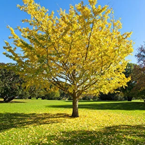 Autumnal tree, Ginkgo tree -Ginkgo biloba-, Western Springs Park, Auckland, North Island, New Zealand