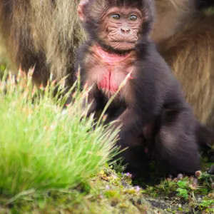 A baby Gelada Monkey (Theropithecus Gelada) sitting near its mother in Simien Mountains National Park, Ethiopia