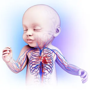 Babys heart and circulatory system, illustration