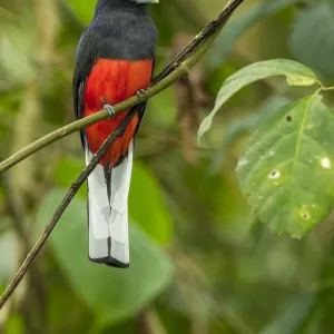 Trogons Collection: Bairds Trogon