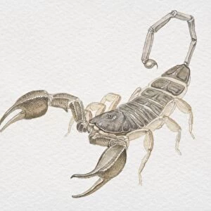 Bark Scorpion, Centruroides exilicauda, front view