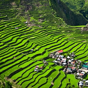 Philippines Heritage Sites Collection: Rice Terraces of the Philippine Cordilleras