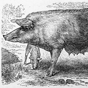 Bavarian pig and piglet