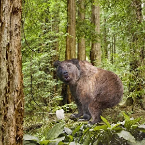 Bear Squatting in Dense Woods