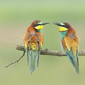 Bee-eater (Merops apiaster) pair, sitting on a branch, Lake Neusiedl National Park, Seewinkel, Burgenland, Austria