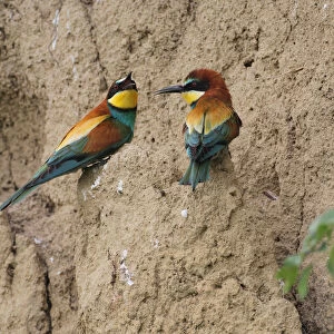 Two bee-eaters -Merops apiaster-, on a breeding wall, Hungary, Europe