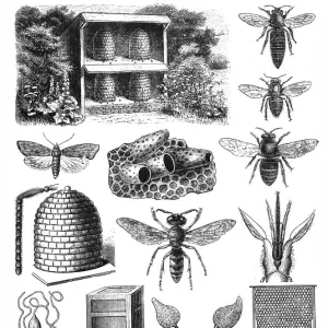 Beekeeping