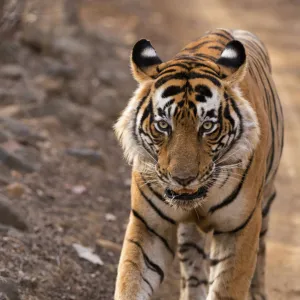 Bengal Tiger -Panthera tigris tigris- walking in the dry forest of Ranthambore Tiger Reserve, India