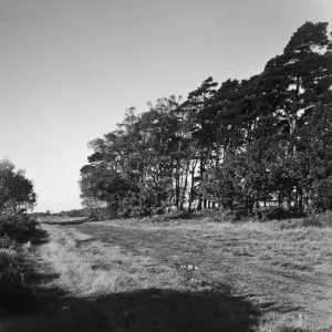 Berkhamsted Common