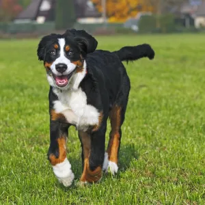 Bernese Mountain Dog -Canis lupus familiaris-, young female