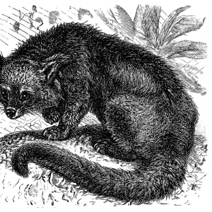 Binturong (Arctictis binturong)