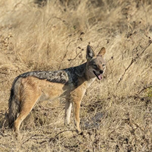 Black-backed jackal -Canis mesomelas- with prey guinea fowl, Etosha National Park, Namibia