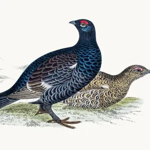 Phasianidae Collection: Black Grouse