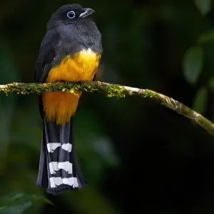 Trogons Collection: Black Headed Trogon