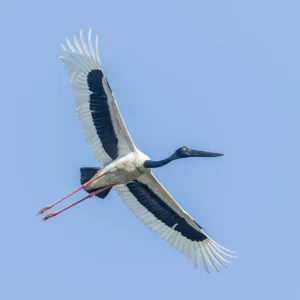 Black-necked Stork -Ephippiorhynchus asiaticus-, Keoladeo National Park, Rajasthan, India