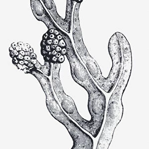 Black and white illustration of a mature Fucus vesiculosus (Bladderwrack) with swollen tips, containing reproductive organs