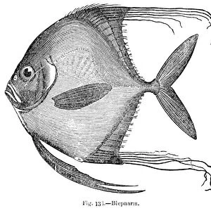 Blepharis Fish engraving 1893