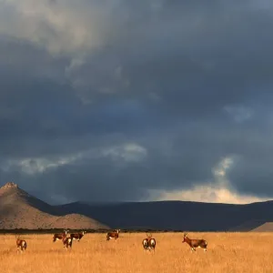 Bovidae Gallery: Blesbok