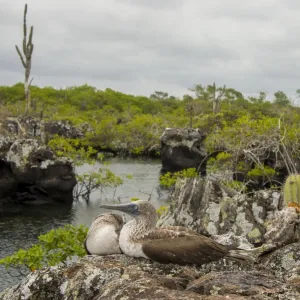 Blue footed boobie at Galapagos