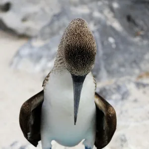 Blue-footed Booby (Sula nebouxii), Espanola Island, Galapagos, Ecuador