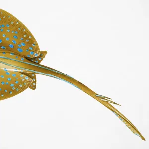 Elasmobranch
