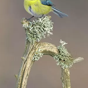 Blue Tit (Cyanistes caeruleus) perched on its song post, an old pine branch with lichens, Swabian Alb biosphere reserve, Baden-Wuerttemberg, Germany