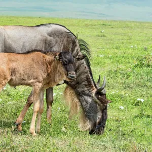 Blue Wildebeest -Connochaetes taurinus-, cow with calf, Ngorongoro Crater, Tanzania